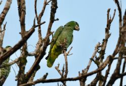 Kawall's Parrot